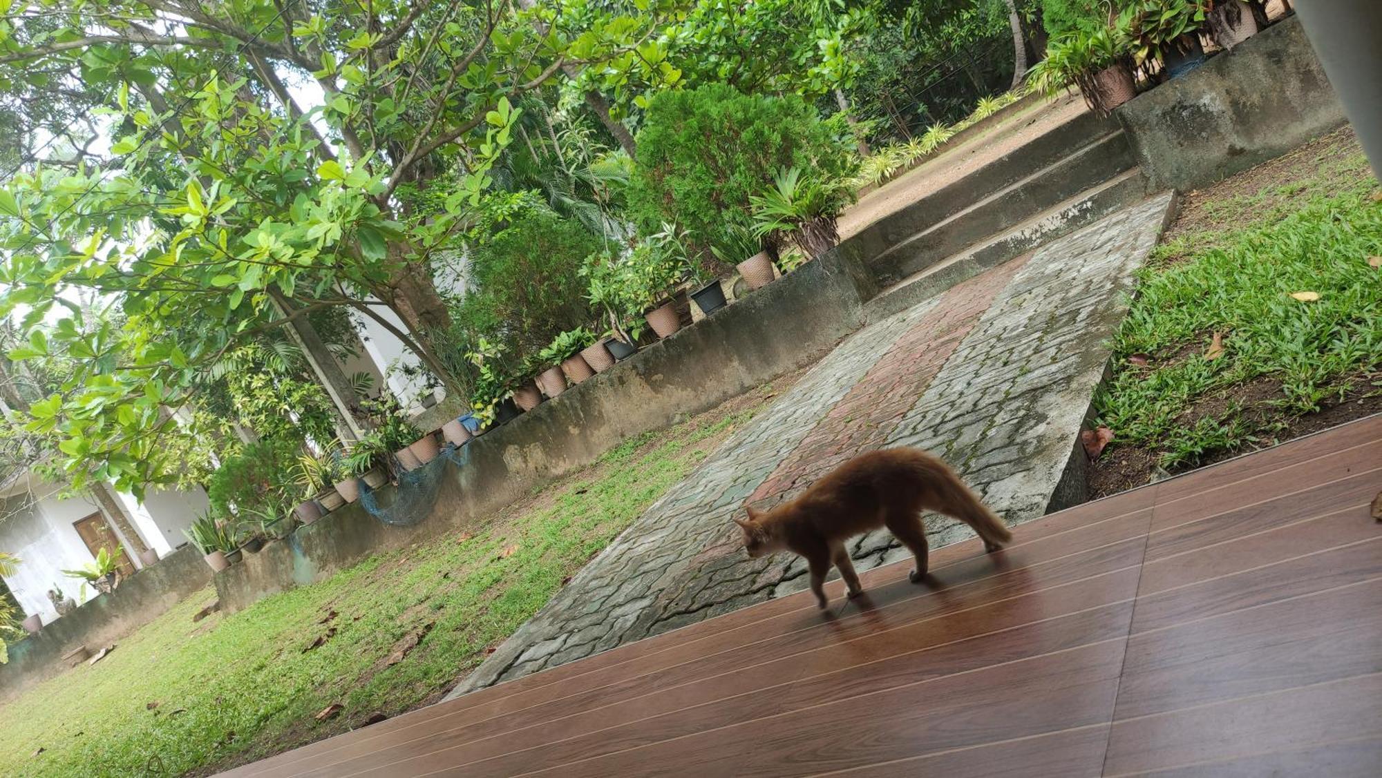 Deer Garden Guest Hotel Polonnaruwa Kültér fotó